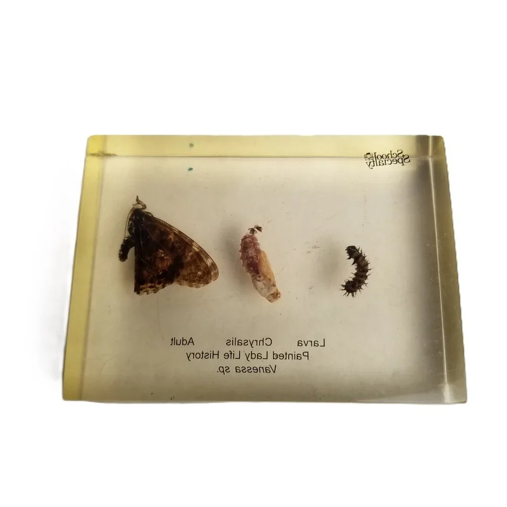 School Specialty Painted Lady Butterfly Life Cycle Specimen Block STEM Science